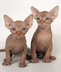 Η τουρκική γάτα αγκύρας (turkish angora) είναι μακρύτριχη ράτσα γάτας. 20 Zwa Poy Fainontai Entelws Diaforetika Xwris To Trixwma Toys H Arkoyda Einai Pragmatika Tromaktikh Fanpa Cat Having Kittens Hairless Animals Hairless Cat