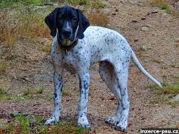 Image result for auvergneský ohař