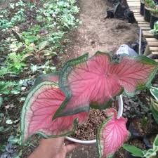 Jual Caladium Red Jaguar Tanaman Hias Bunga Hias Keladi M Kab Bogor Rsp Bibit Flora Tokopedia