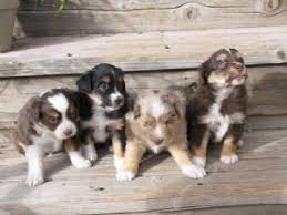 Find local australian shepherd dog puppies for sale and dogs for adoption near you. Miniature Australian Shepherd Puppies For Sale