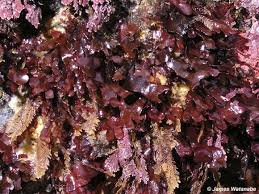 Image result for Rhodopentas