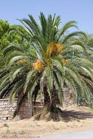 Maybe you would like to learn more about one of these? Cretan Date Palm Most Popular Photos Jungledragon