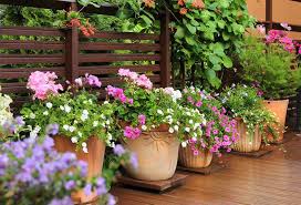 Ne mettez pas une plante qui préfère l'ombre en plein soleil. Plantes En Pot Special Secheresse Gamm Vert