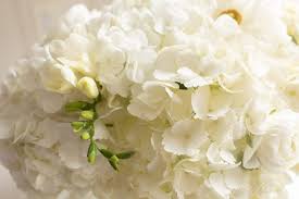 This page contains affiliate links to products on amazon. Wilted Hydrangea How To Revive Wilting Hydrangea