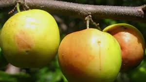 Di venezuela, arak khas dihasilkan dari buah. Techniques And How To Plant The Bidara Plant Ziziphus Mauritiana Easily In Household Youtube