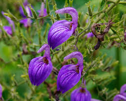 Image result for Brillantaisia owariensis