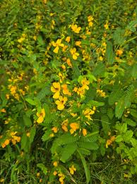 Image result for Chamaecrista plumosa