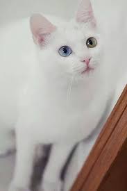 Van Kedisi White Cats Beautiful Cats Pretty Cats