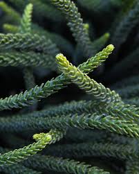 Image result for Araucariaceae