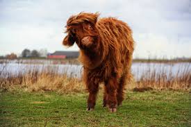 Highland Cattle By Joostvand On Deviantart