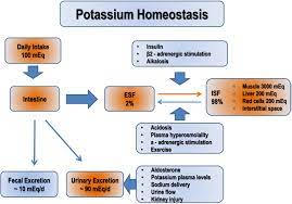 Hypokalemia A Clinical Update In Endocrine Connections Volume 7 Issue 4 2018