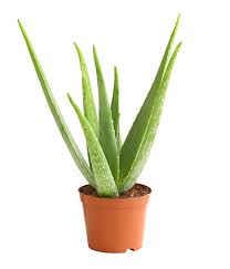 Aloe Vera Dehner