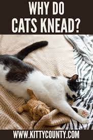 Why Do Cats Knead 5 Reasons That Will Surprise You Kitty County Cats Knead Cats Why Do Cats Purr