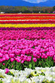 Tulips Galore At Skagit Valley Tulip Festival In Washington Skagit Valley Tulip Festival Tulip Festival Washington Tulip Festival