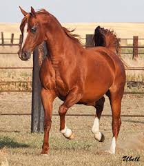 Use them in commercial designs under lifetime, perpetual & worldwide rights. Arabianhorses Org Arabian Horses