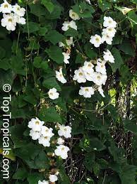 Pin On Drought Tolerant