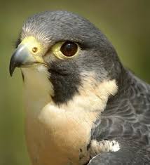 Bird Control With Predators An organism that lives by preying on other organisms. bird control with predators