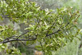 Image result for Phyllocladus