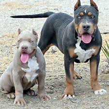 American Bully On Instagram Ast American Bully Badass Pitbull Photo Pic Love Mma Box Selfie Americanbull Bully Breeds Dogs Pittbull Dog Bully Dog