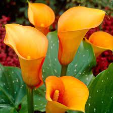Mango Calla Lily Bulbs Zantedeschia High Country Gardens