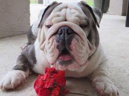 English Bulldog Samsun Seff Shelby Sherlock Sirurs Sky Solomon Stiles Sax Bulldog Bulldog Puppies English Bulldog Pictures