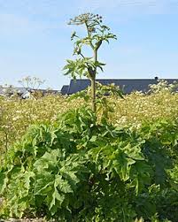 Image result for Alepidea peduncularis