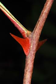 Image result for Zanthoxylum lindense