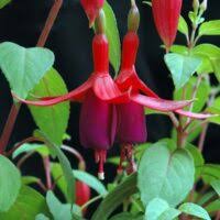 Balcony Queen = Balcon Queen