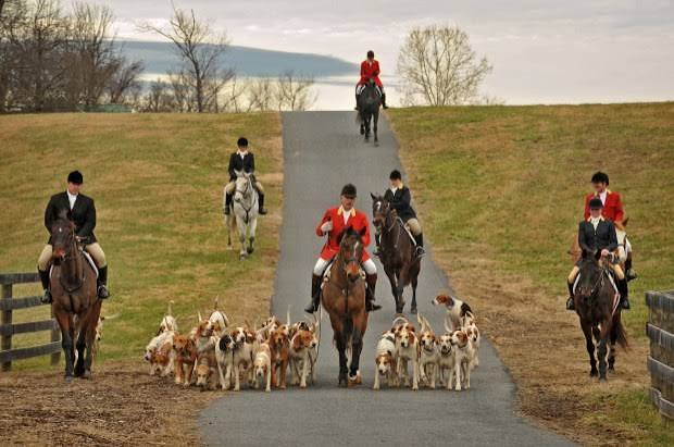 The Howard County-Iron Bridge Hounds carry on a centuries-old fox-chasing tradition – Baltimore Sun