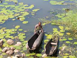 Image result for Pleiotaxis