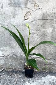 Image result for Phaius