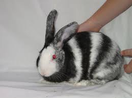We did not find results for: Lilac Harlequin Rabbit Novocom Top