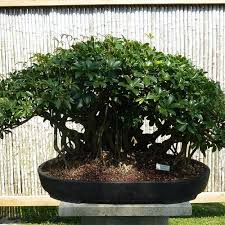 Our affordable bonsai tree display tables, bonsai trees display stands and bonsai planting stones are sold for new bonsai trees. What To Do And See In Southwest Gulf Coast Southwest Gulf Coast The Best Gardens