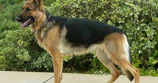 We did not find results for: Windstorm War Cry German Shepherds Breeder Of German Shepherd Dogs In Southern California German Shepherd Dogs German Dogs Dogs