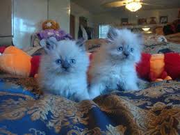 Click here to see available kittens. Blue Point Himalayan Persian Kittens For Sale In Tampa Florida Classified Americanlisted Com