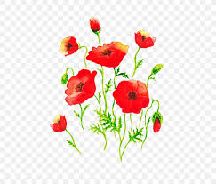 Red poppies are truly elegant, striking and cheerful flowers. Common Poppy Flower Painting Png 550x700px Poppy Art Common Poppy Coquelicot Cut Flowers Download Free