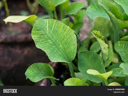 Water the seeds, cover the planter in plastic, and put it in a warm location indoors. Big Leaf Leaf Flower Image Photo Free Trial Bigstock