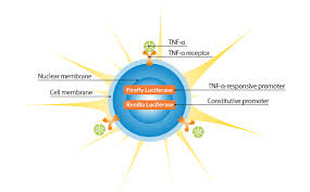 Image result for TNF Inhibitor