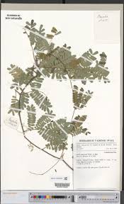 Image result for Angylocalyx boutiqueanus