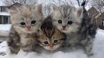 Siberian Cat Kittens For Sale by Reputable Breeders ...