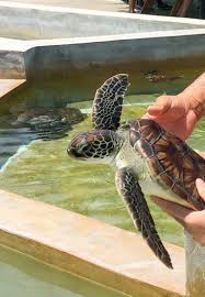 12 Best Things To Do In Grand Cayman With Kids La Jolla Mom Grand Cayman Island Grand Cayman Carribean Beach