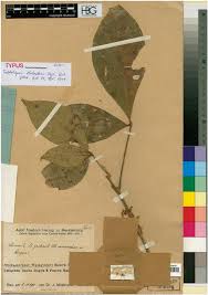 Image result for Vepris allenii