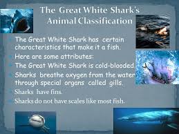 Great White Shark By Brayan Silva Ortega Ppt Video Online
