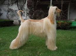 (ap foto/rahmat gul) rahmat gul/ap estambul (ap) — mientras los talibanes se. Perros Afganos 15 000 00 Perros Lebrel Afgano Afgano Perro