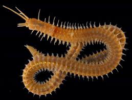 Image result for Polychaeta spp.