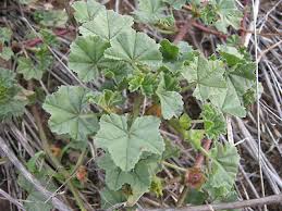 Image result for Malva parviflora