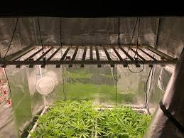 C99 Grow Samsung Led F Strips Rollitup