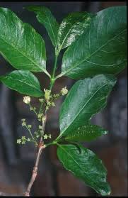 Image result for Vangueria sp.