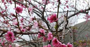 Fruit trees are deciduous trees, and most do very well when planted anywhere in colorado. Front Range Food Gardener Spring Freezes And Fruit Trees