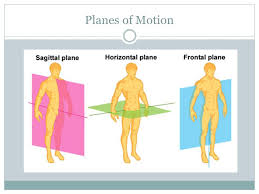 Studying the structure of a human body without visual aid is quite complicated. Anatomical Position And Directional Terms Exploring Terms Of Anatomy Ppt Download